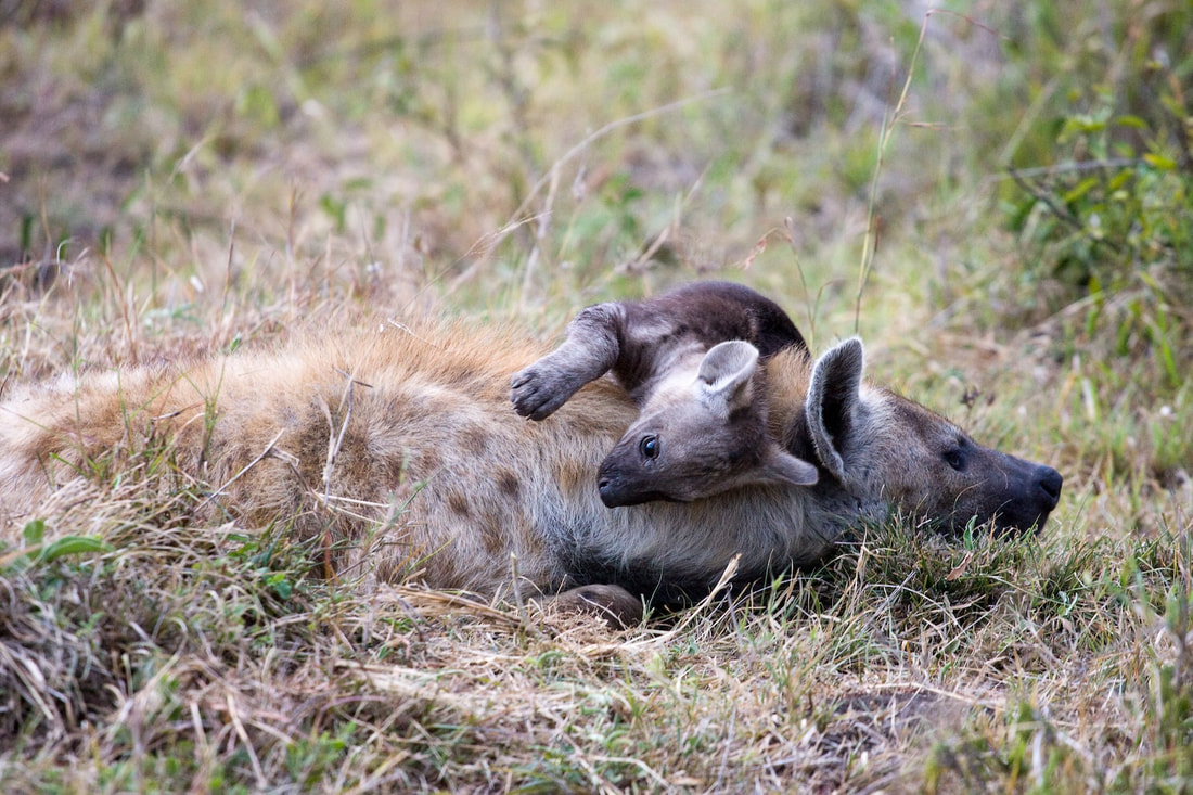 Two spotted hyenas resting in the grass of the Maasai Mara