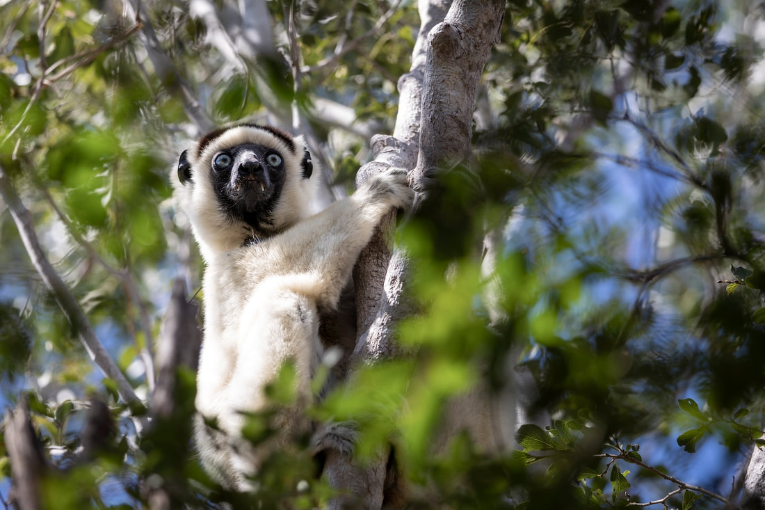 A Verreaux's sifaka in the dry forest of Kirindy Mitea